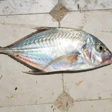 تصویر 2 از مرکز خرید و فروش صادراتی عمده ماهی گیش یا گش سفید